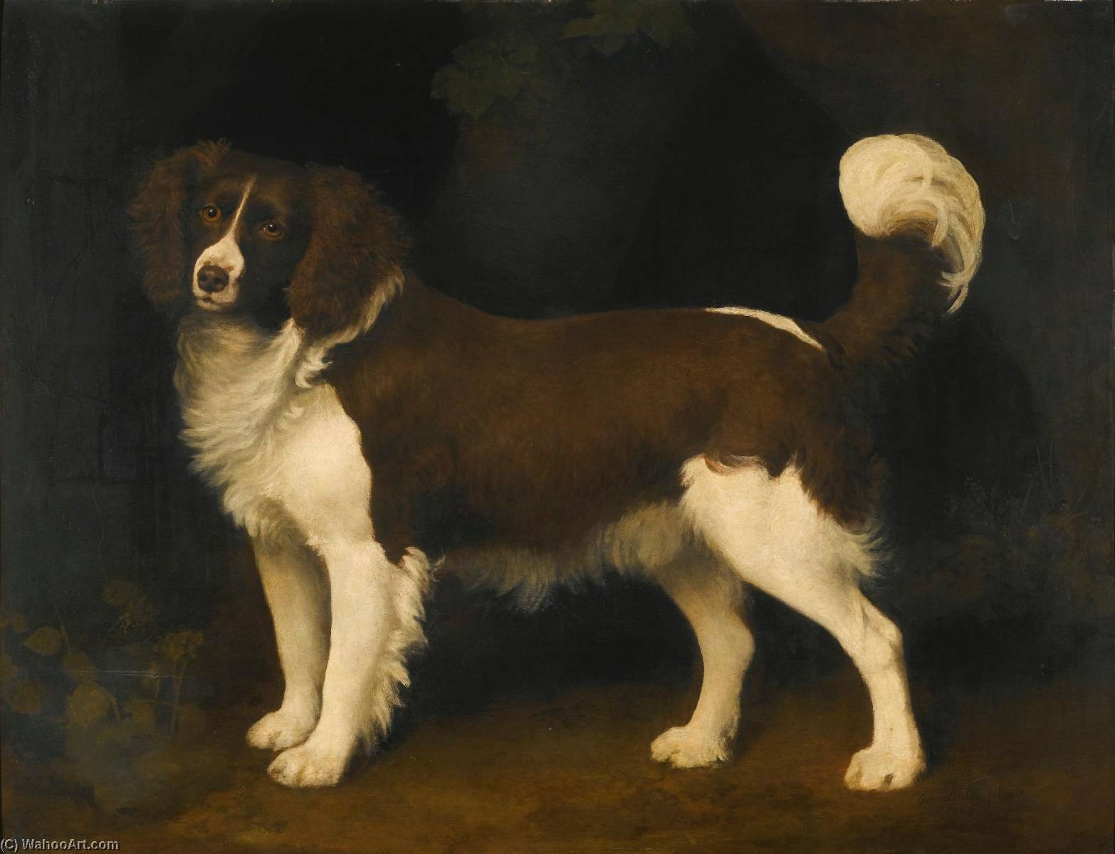 Portrait Of A Dark Brown And White Newfoundland Spaniel — George Stubbs