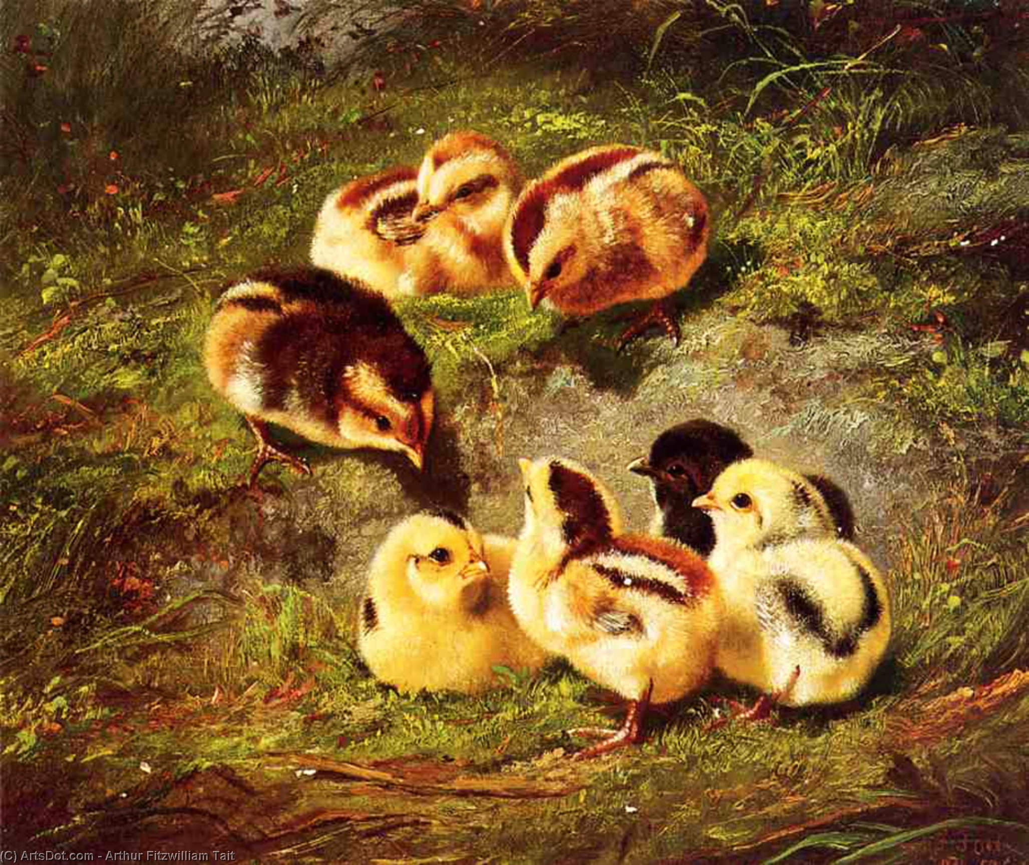Chickens — Arthur Fitzwilliam Tait