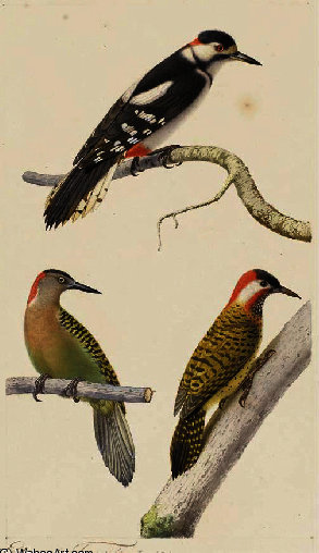 Pic Epeiche (picoides Major) — Edouard Traviès
