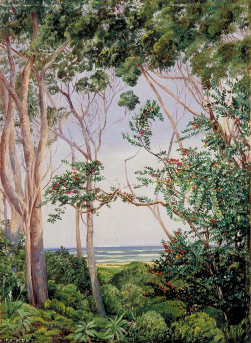 Bäume Von Der Hütte Der Künstlerin In St John's, Südafrika — Marianne North