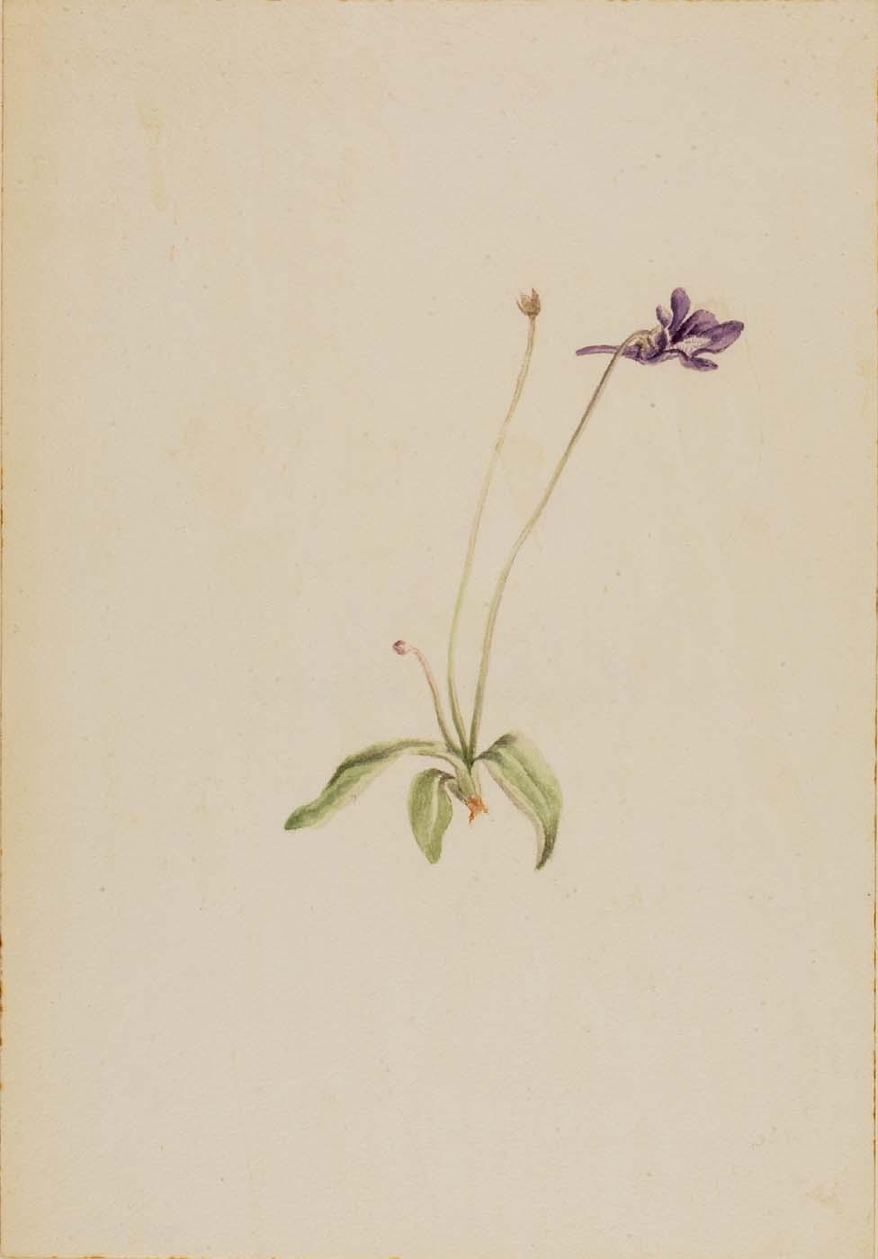 Pinguicula Vulgaris — Mary Vaux Walcott