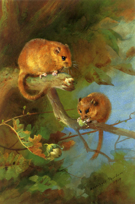 Dormice — アーチボルド・ソーバーン