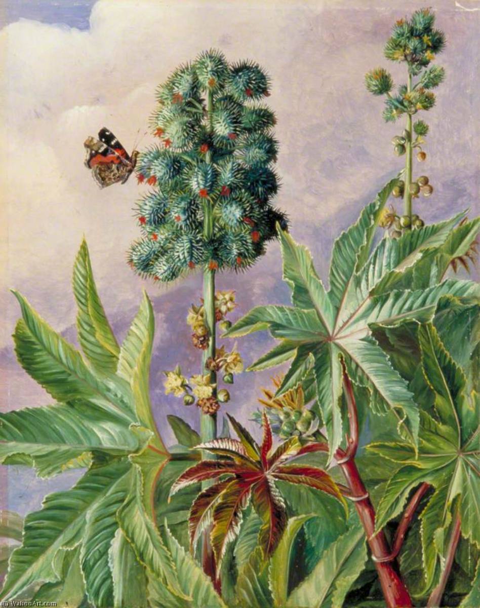 Palma Christi O Ricino, Pintada En Brasil — Marianne North