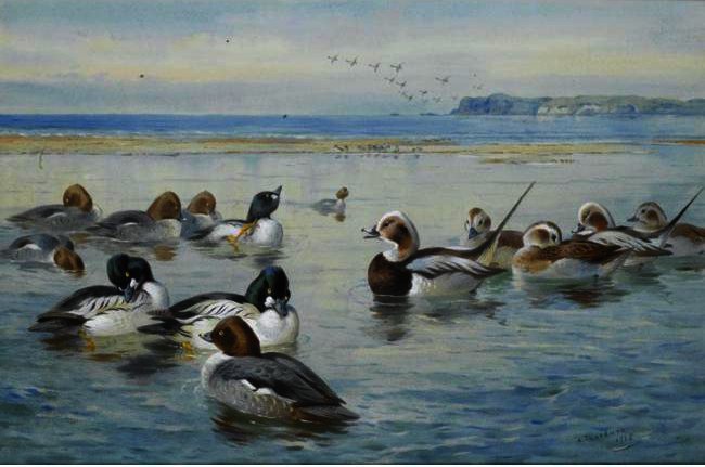 Goldeneyes And Longtails — Archibald Thorburn