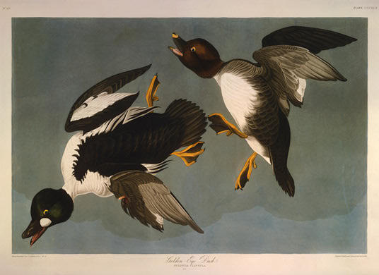 Golden-eye Duck — Роберт Хавелл