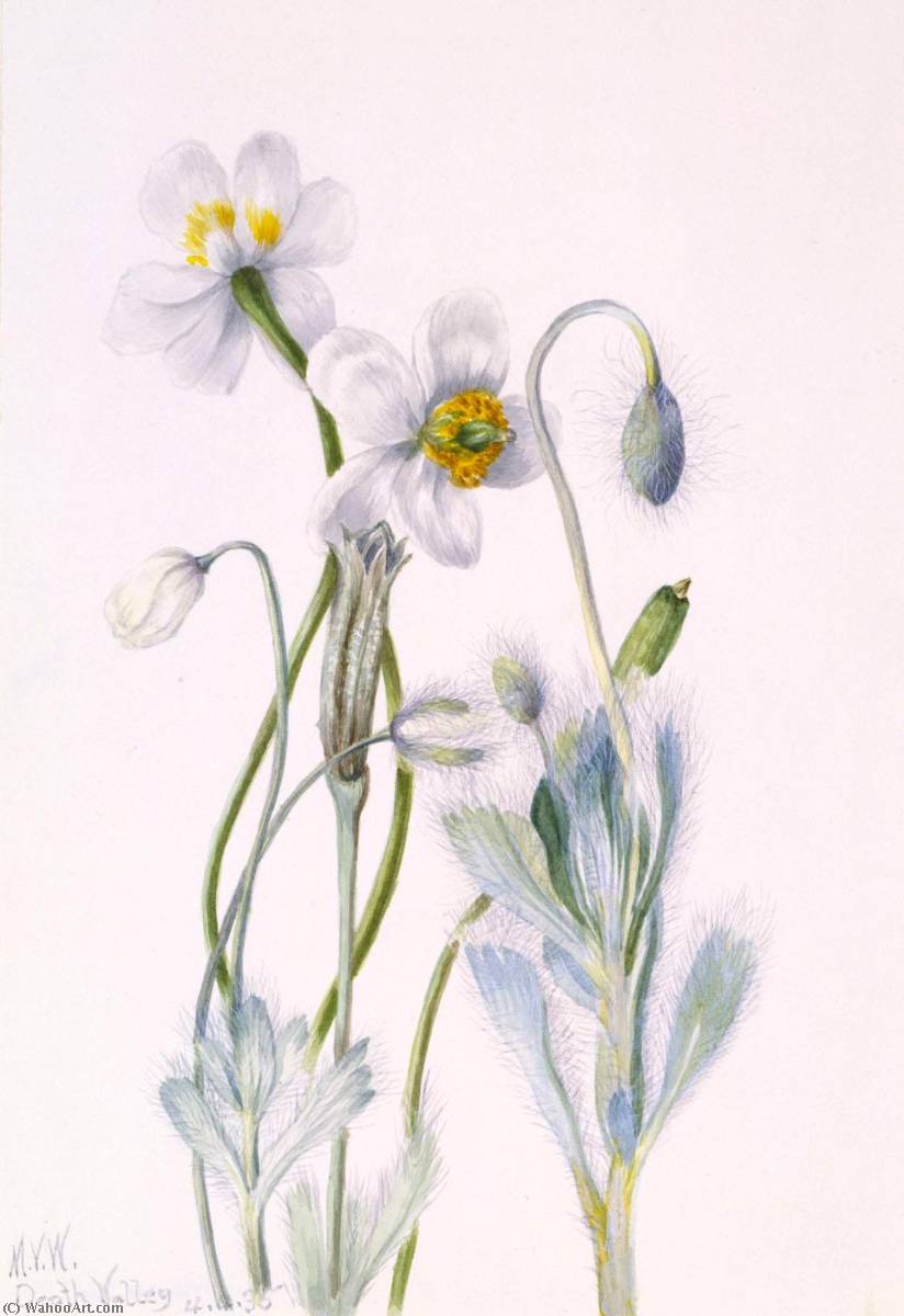 Bearpoppy (arctomecon Merriami) — Mary Vaux Walcott