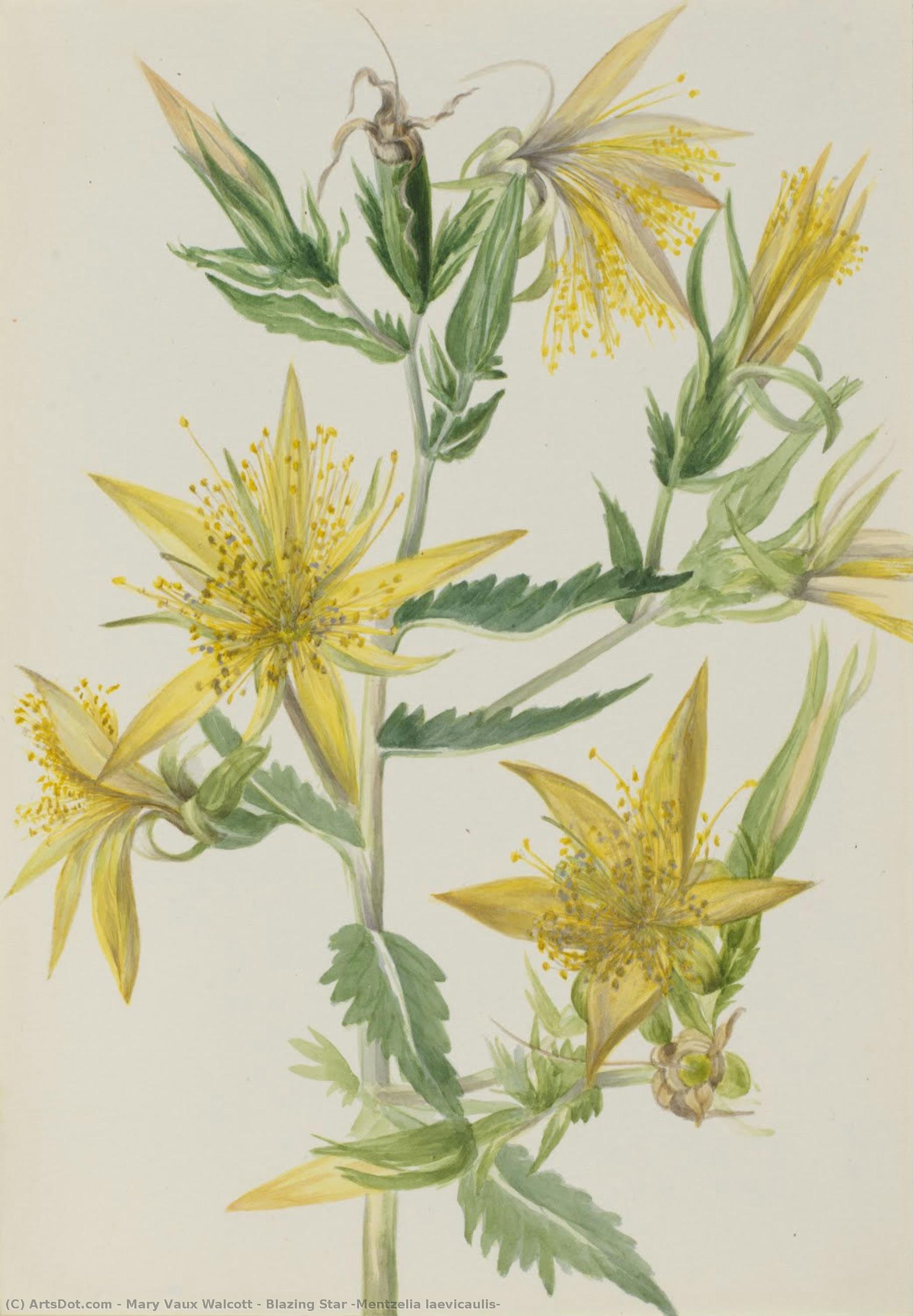 Blazing Star (mentzelia Laevicaulis) — Mary Vaux Walcott