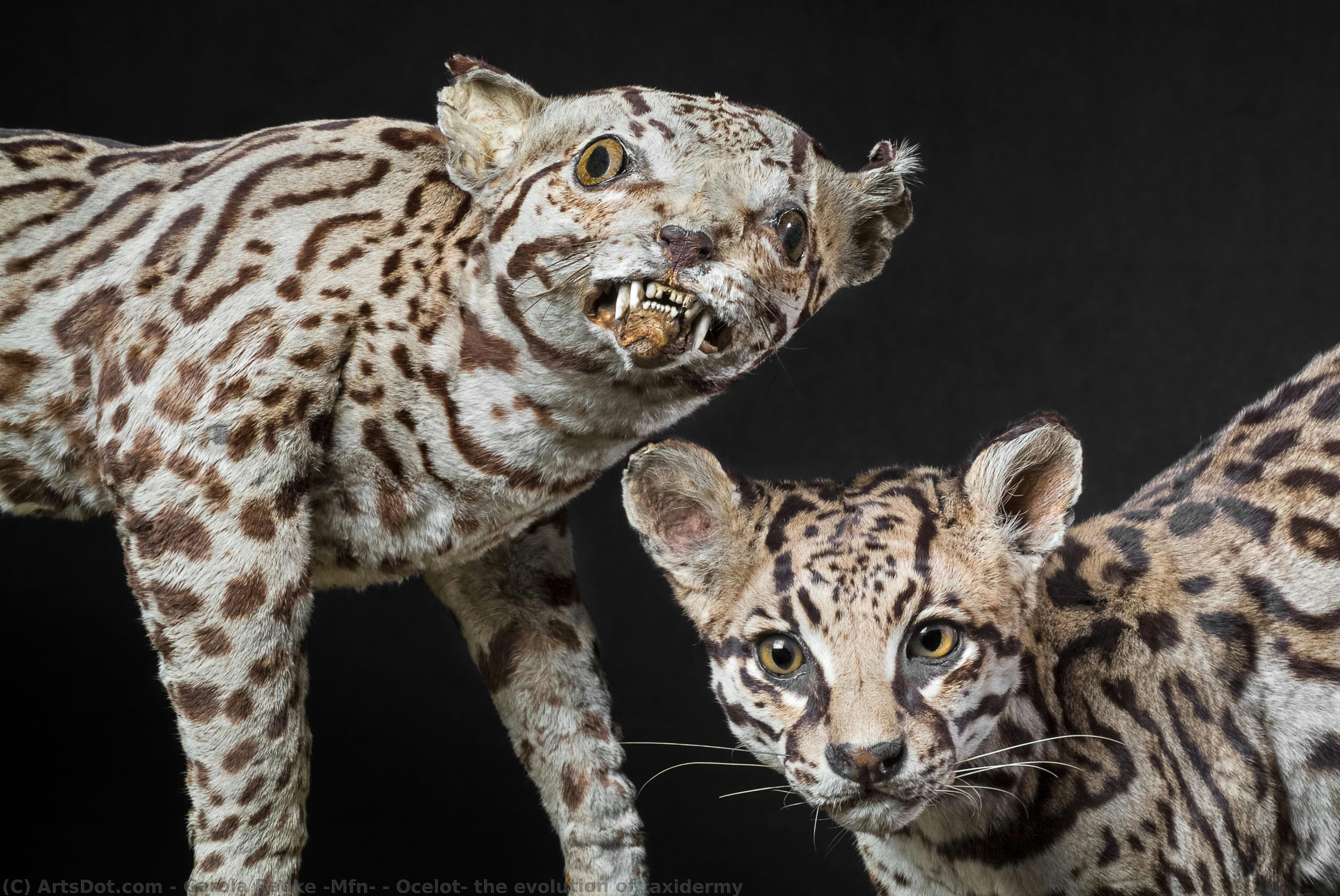 Ocelot: The Evolution Of Taxidermy — Carola Radke (mfn)