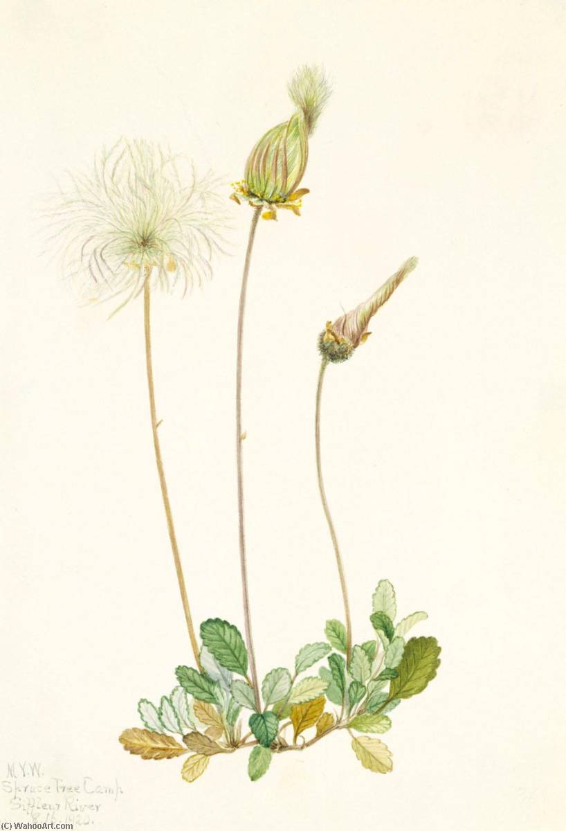 Yellow Dryad (fruit) (dryas Drummondii) — Mary Vaux Walcott