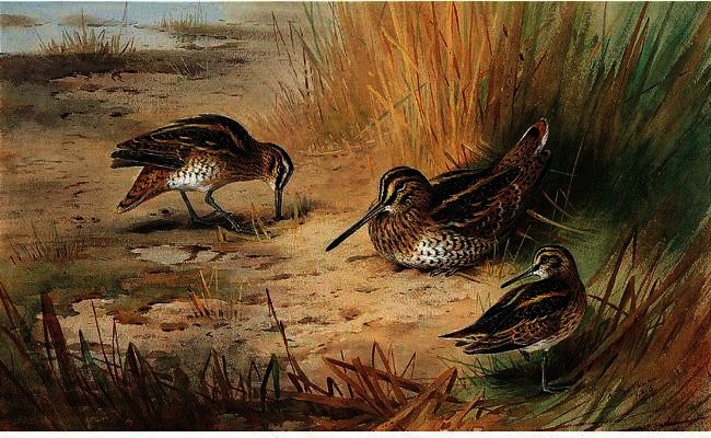 Snipe 1 — Archibald Thorburn
