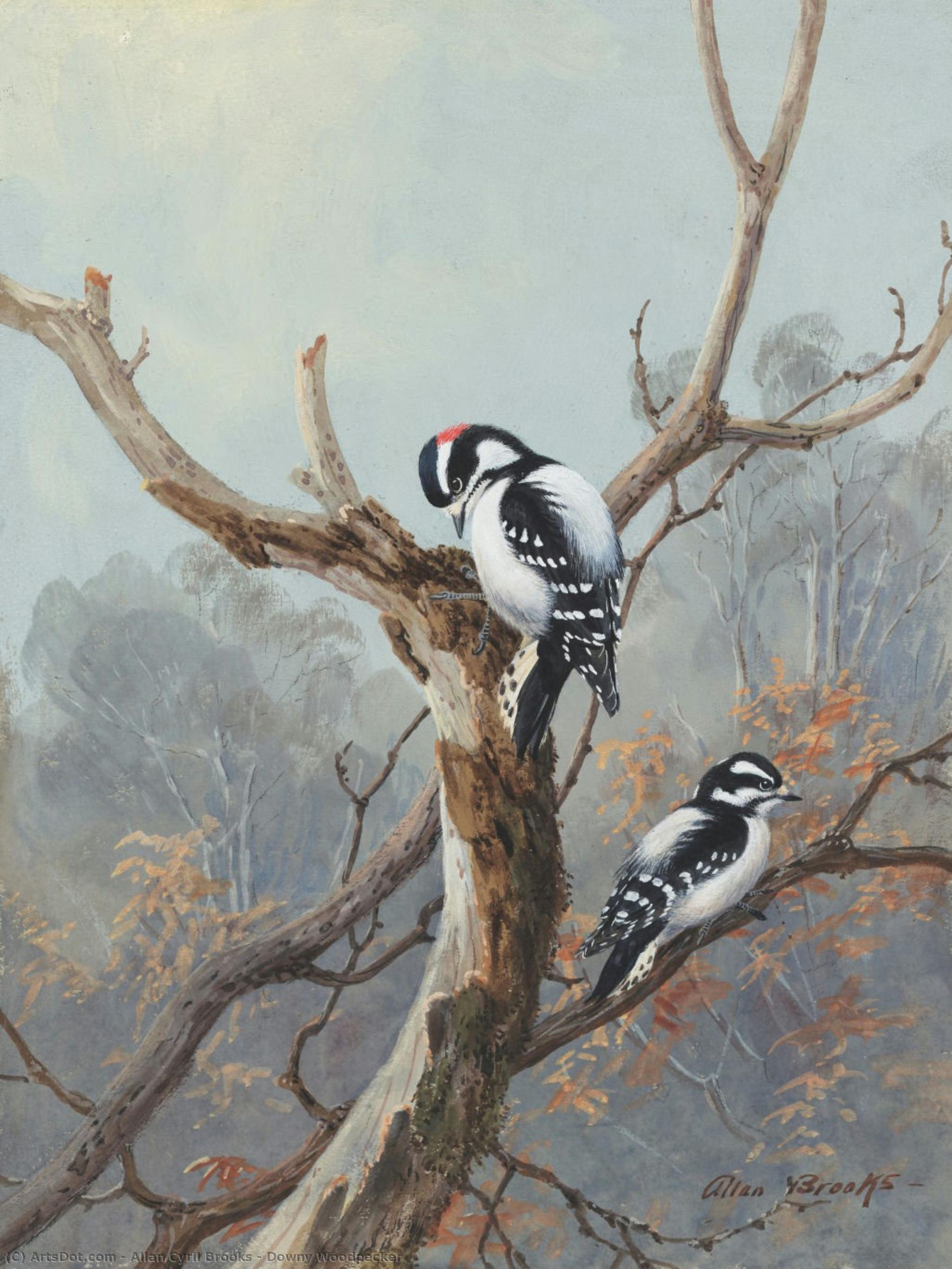 Downy Woodpecker — Allan Cyril Brooks