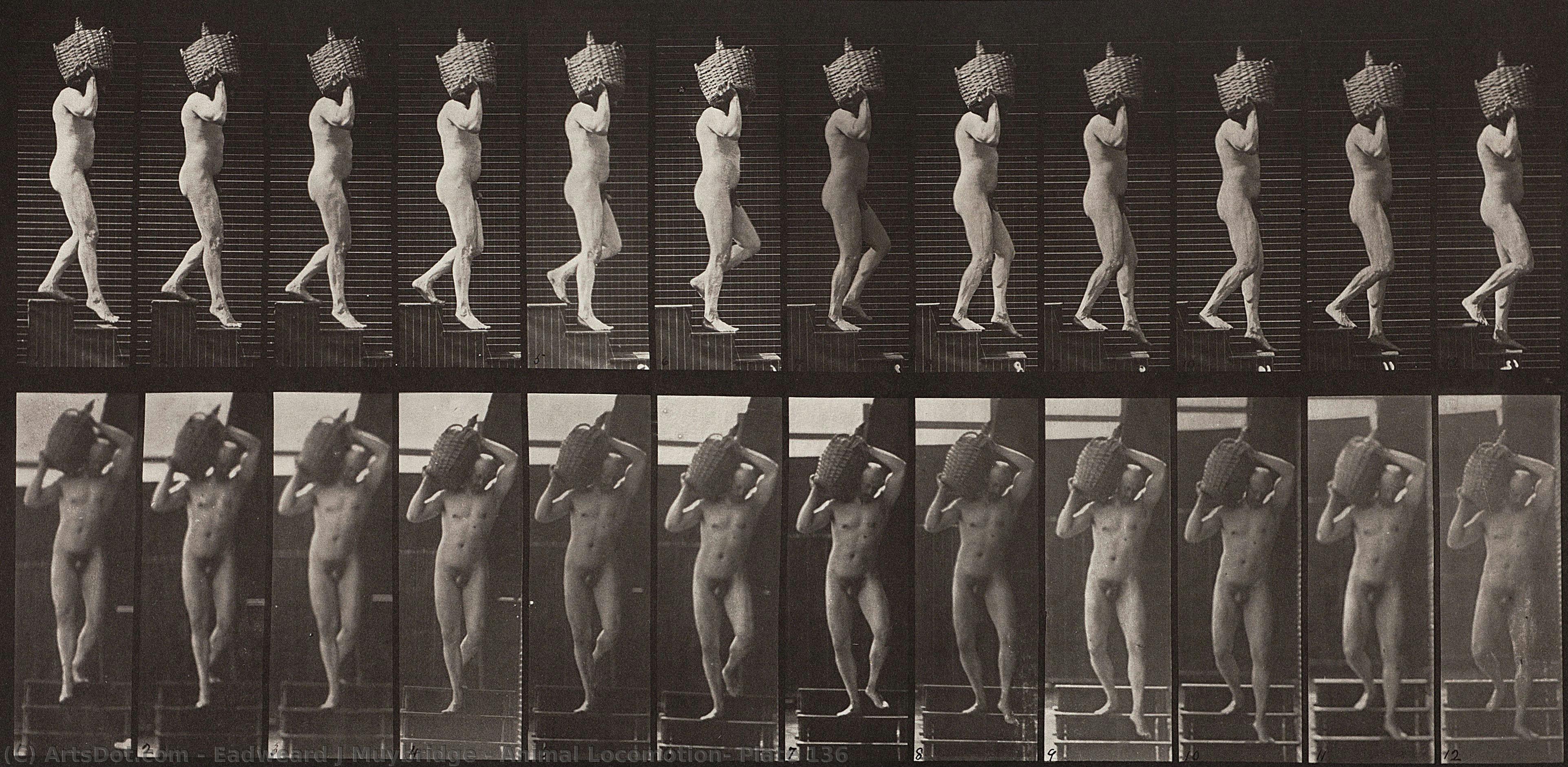 Animal Locomotion, Plate 136 — Eadweard J. Muybridge