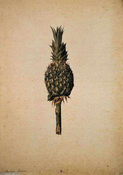 Pineapple (bromelia Ananas) — Джакопо Лигоцци