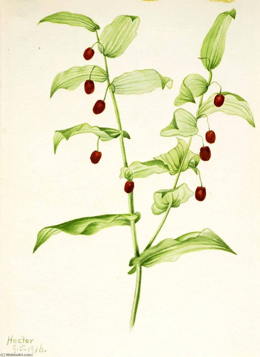 Clasping Twisted Stalk (streptopus Amplexifolius) — Mary Vaux Walcott