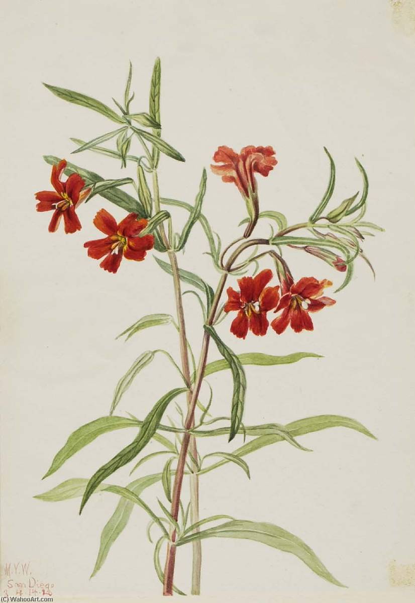 Red Monkeyflower (diplaucus Puniceus) — Mary Morris Vaux Walcott