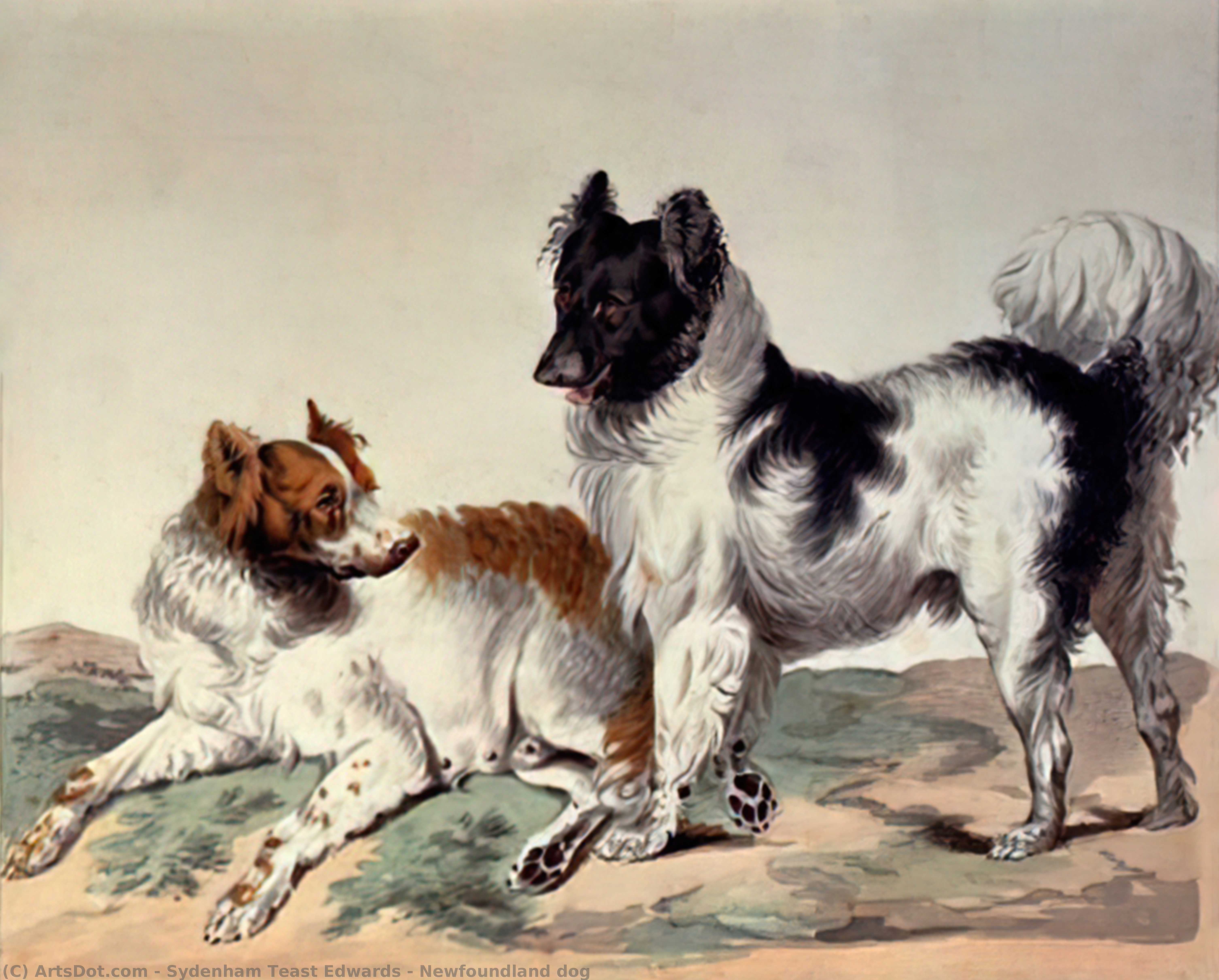 Newfoundland Dog — Сиденхем Тист Эдвардс