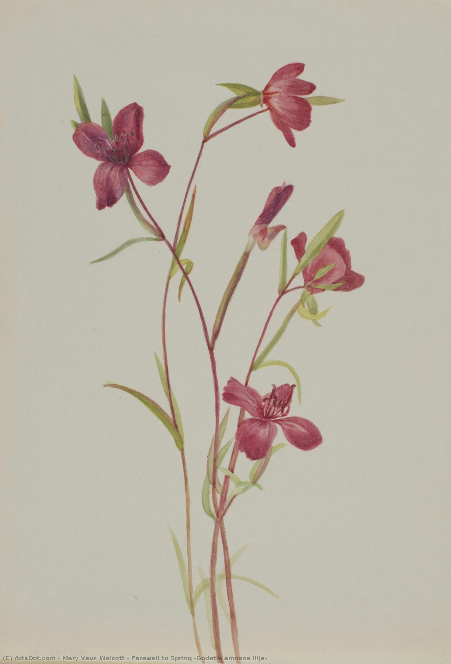 Adiós A La Primavera (godetia Amoena Lilja) — Mary Vaux Walcott