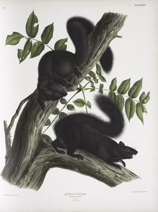 Sciurus Niger, Black Squirrel. Natural Size — Джон Джеймс Одюбон