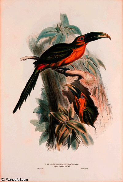 Golden-green Aracari — Едвард Леар