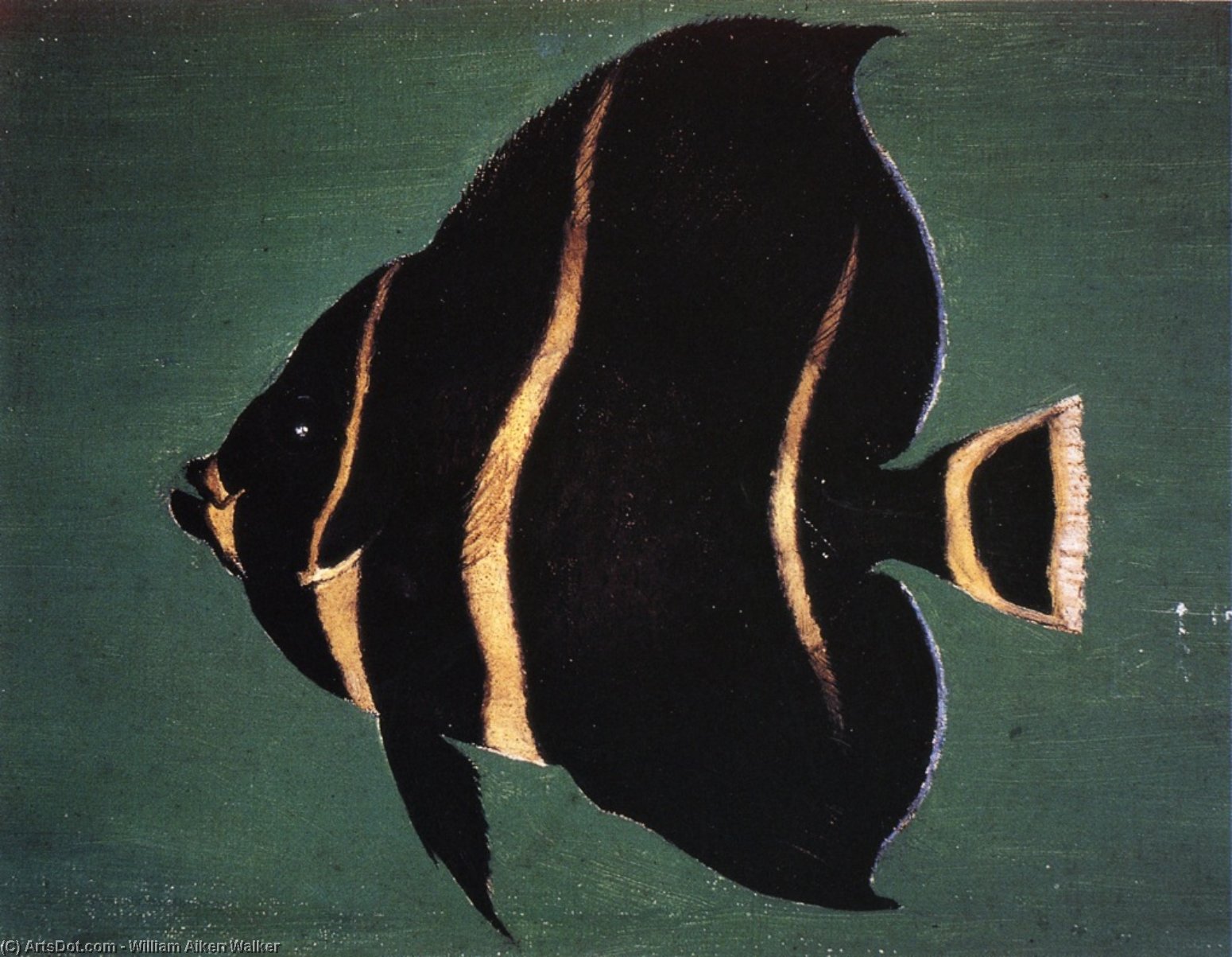 Juvenile Angel Fish — Уильям Эйкен Уокер