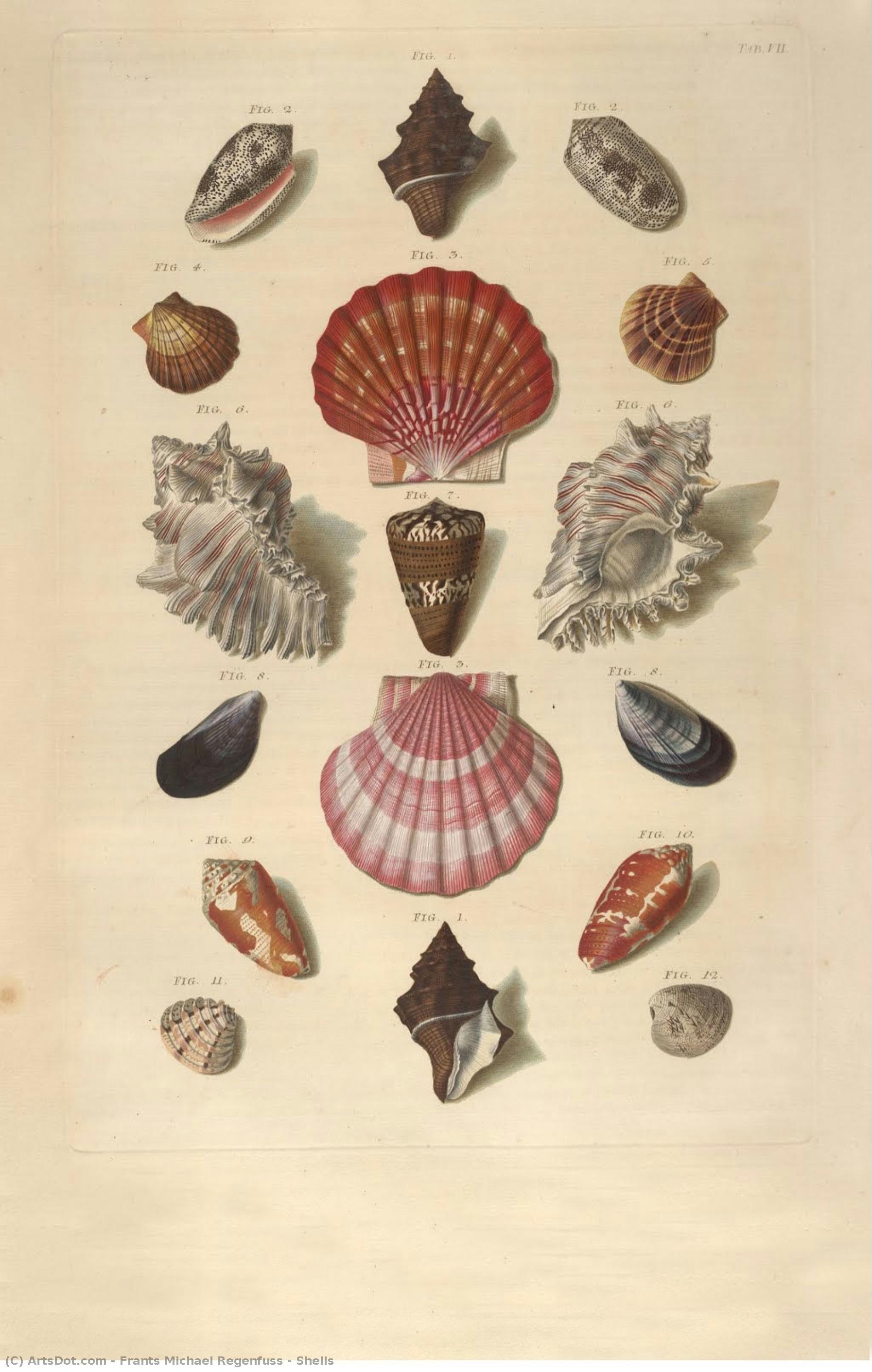 Shells — Frants Michael Regenfuss