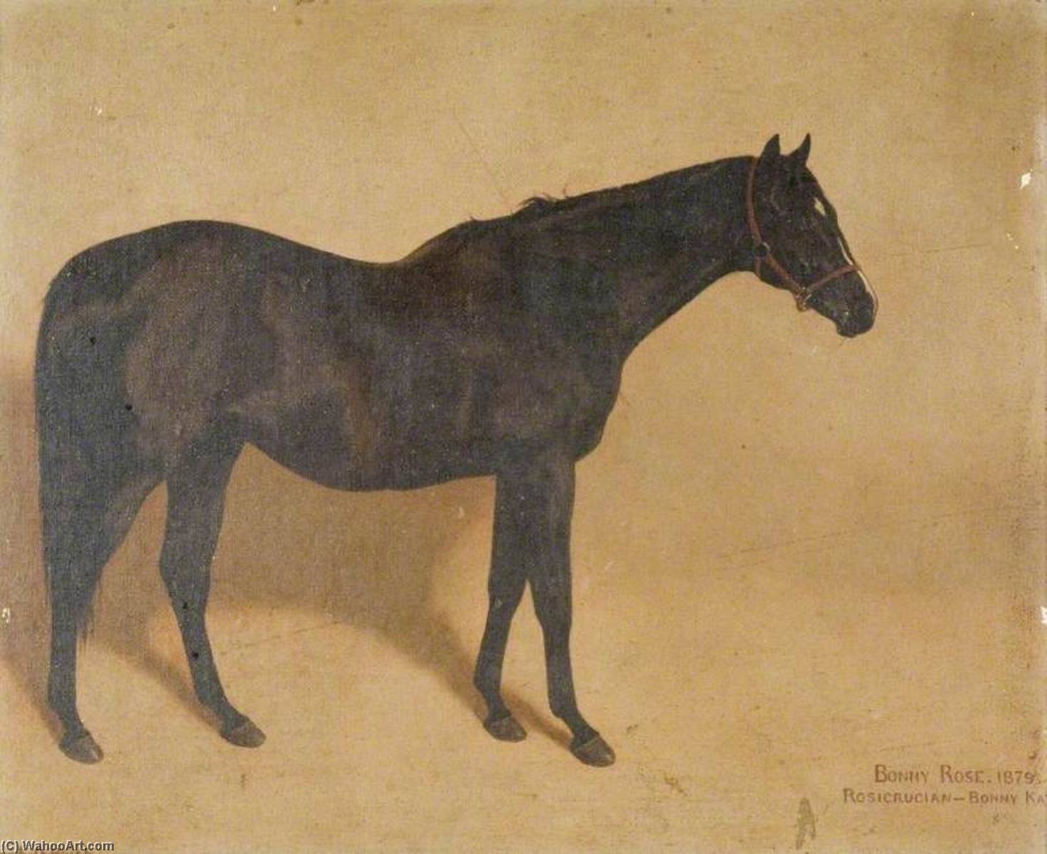 'bonny Rose' — Alfred Grenfell Haigh