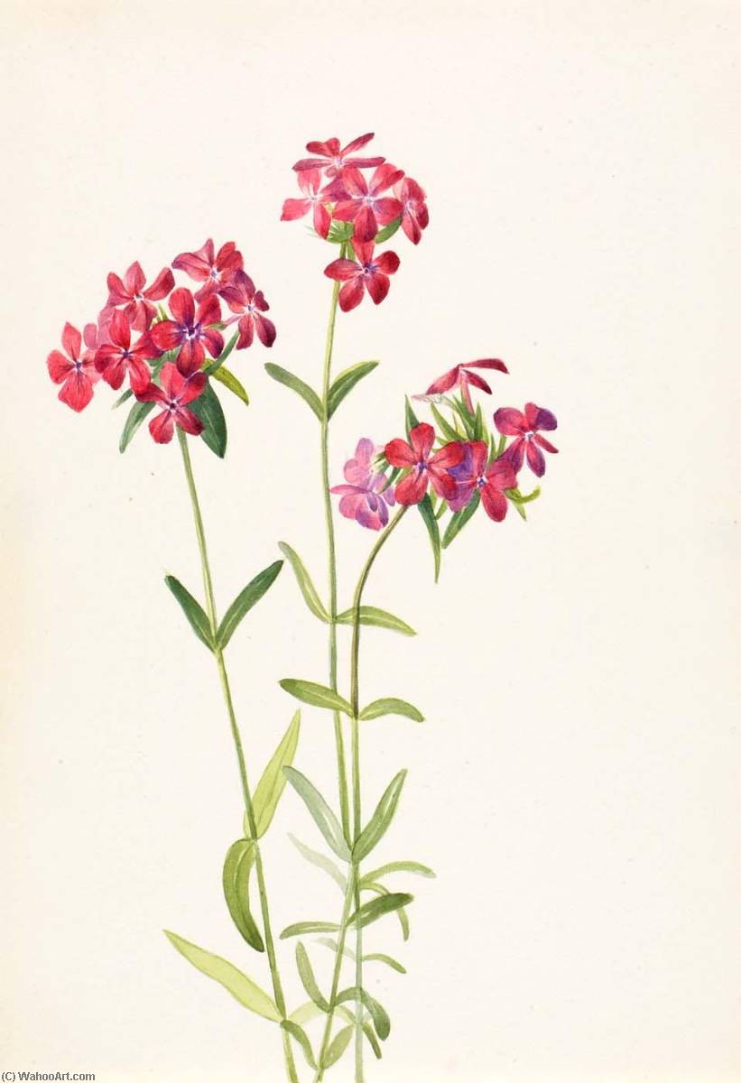 Hairy Phlox (phlox Amoena) — Mary Vaux Walcott