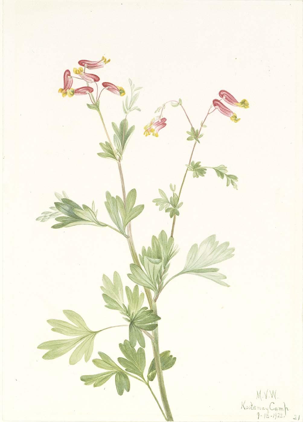 Pink Fumeroot (capnoides Sempervirens) — Mary Morris Vaux Walcott