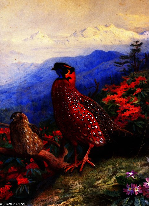 A Pair Of Satyr Tragopans — Арчибалд Торбурн