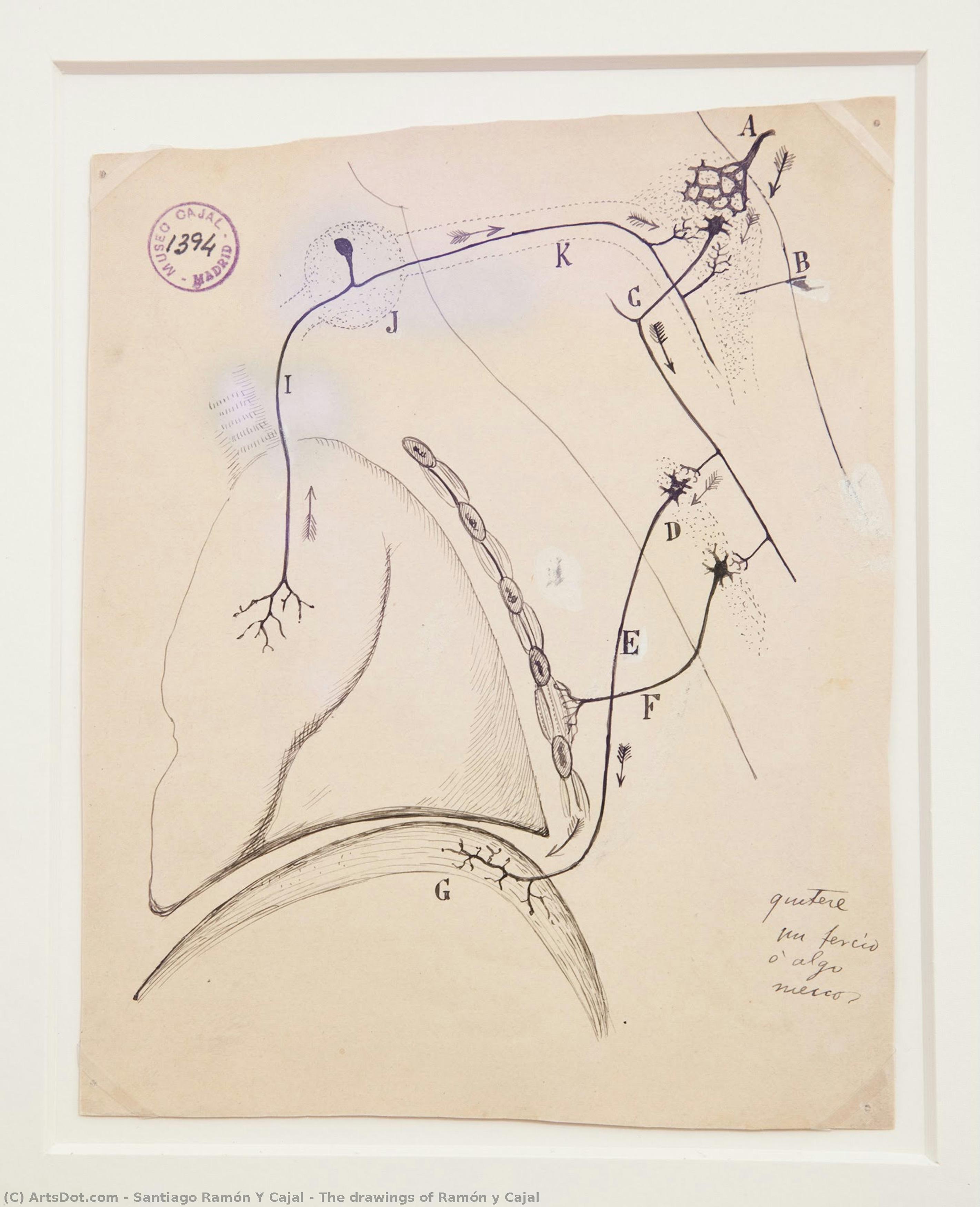 The Drawings Of Ramón Y Cajal — Santiago Ramón Y Cajal