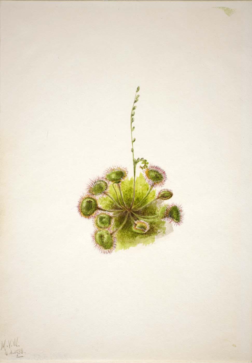 Roundleaf Sundew (drosera Rotundifolia) — Mary Vaux Walcott