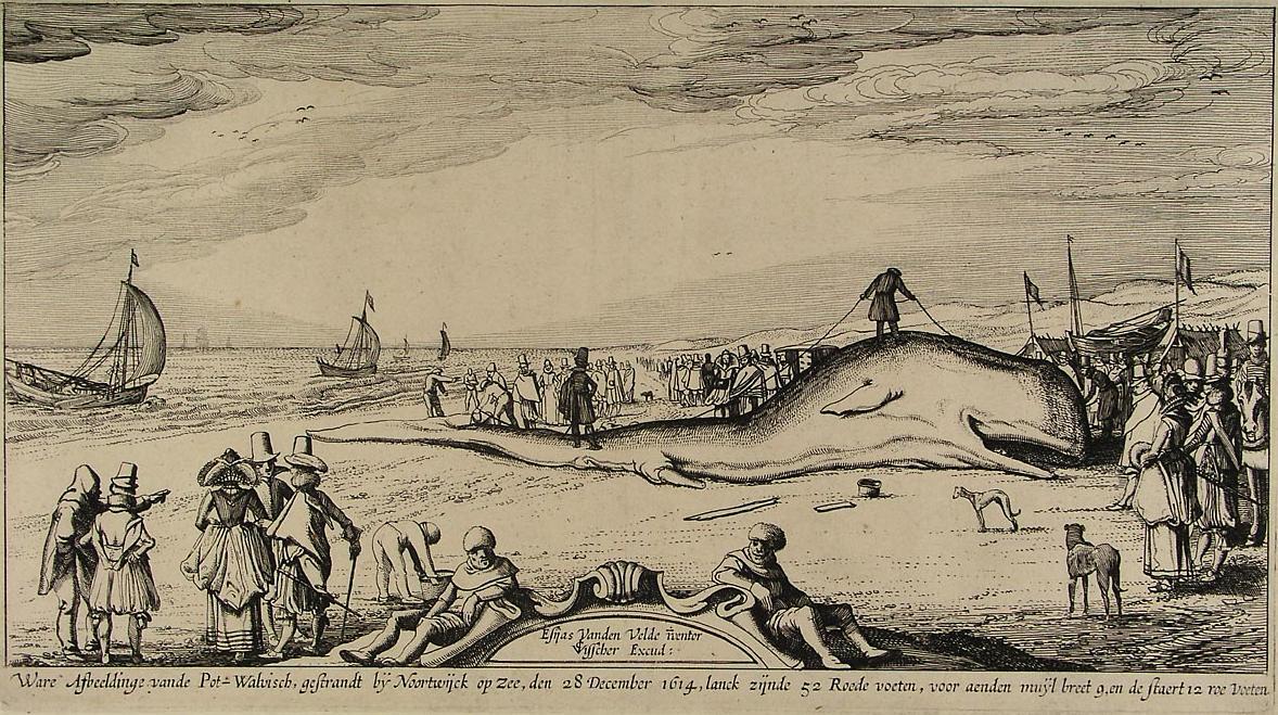Sperm Whale On The Beach Of Noordwijk — Esaias Van De Velde
