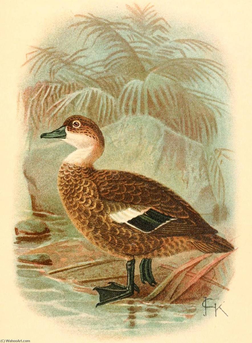 Untitled (aqtgms) — John Gerrard Keulemans