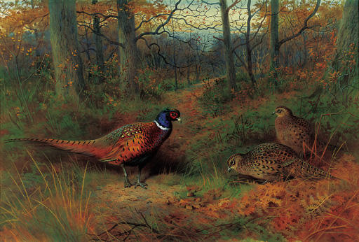 On The Ride. A Cock And Two Hen Pheasant In Autumn — Archibald Thorburn
