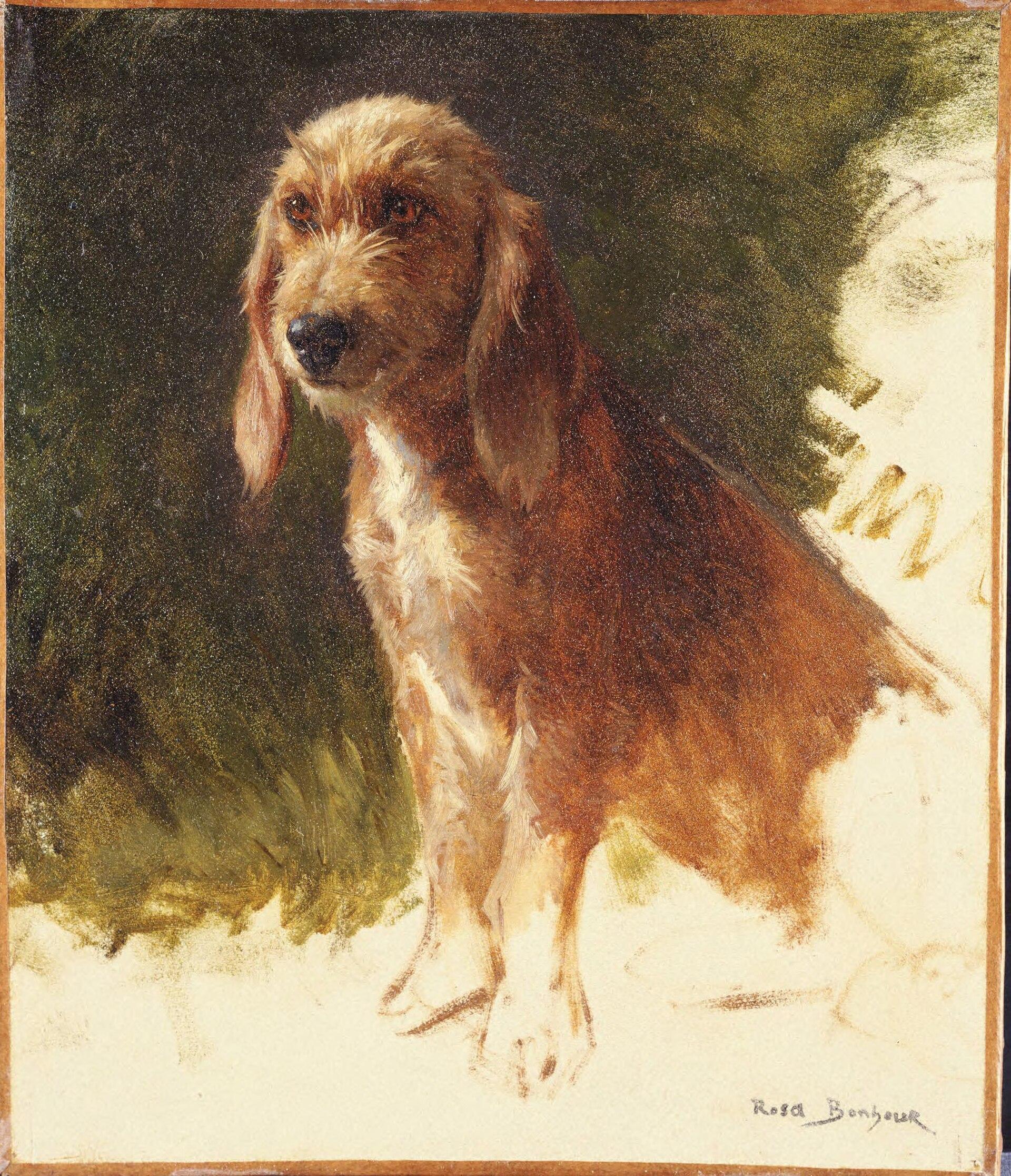 Study Of A Dog — Роза Бонхур