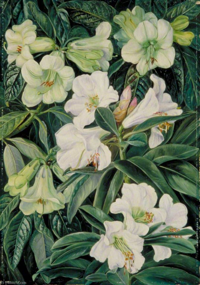 Rhododendrons Of North India — Marijana Nort