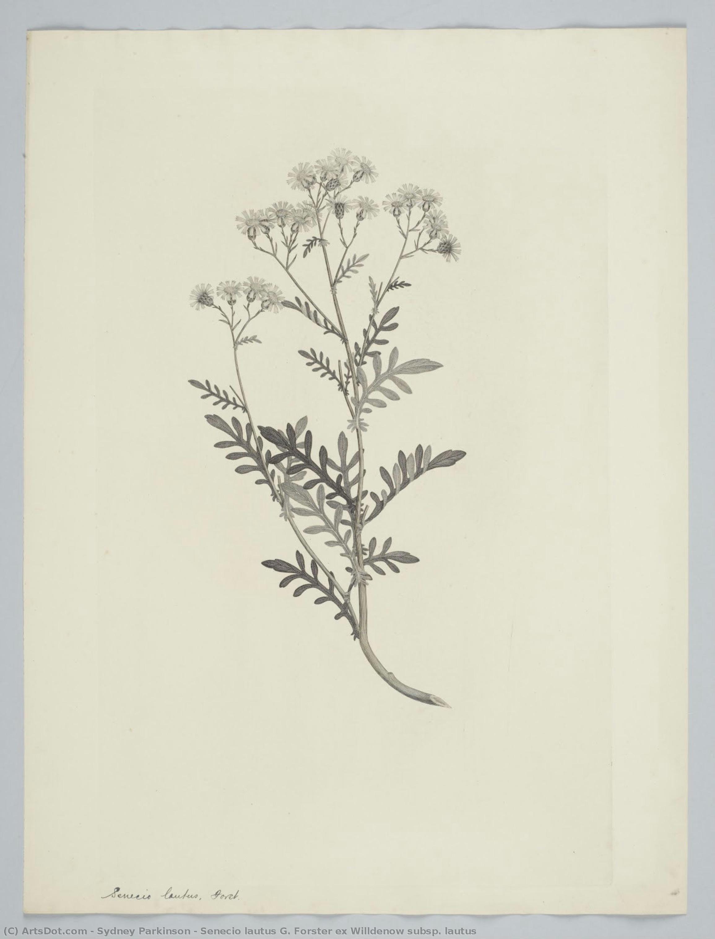 Senecio Lautus G. Forster Ex Willdenow Subsp. Lautus — Sydney Parkinson