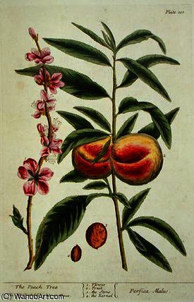 The Peach Tree — Elizabeth Blackwell