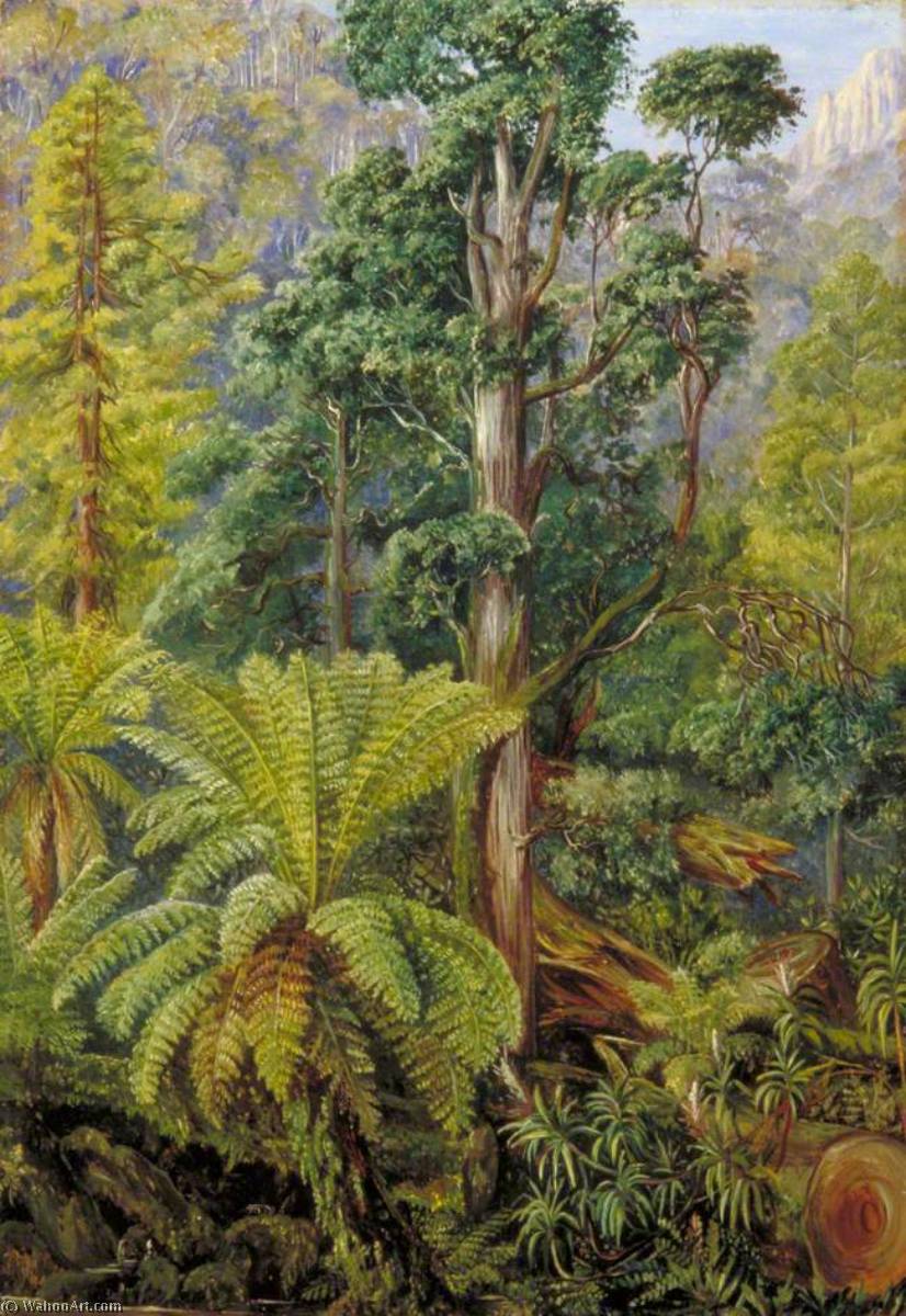Blick Auf Den Wald Am Mount Wellington, Tasmanien — Marianne North