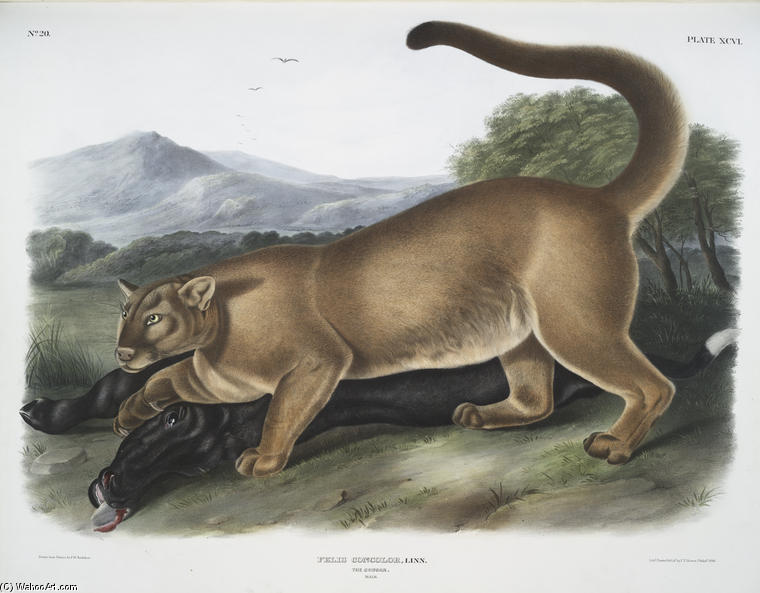 Felis Concolor, The Cougar — John James Audubon