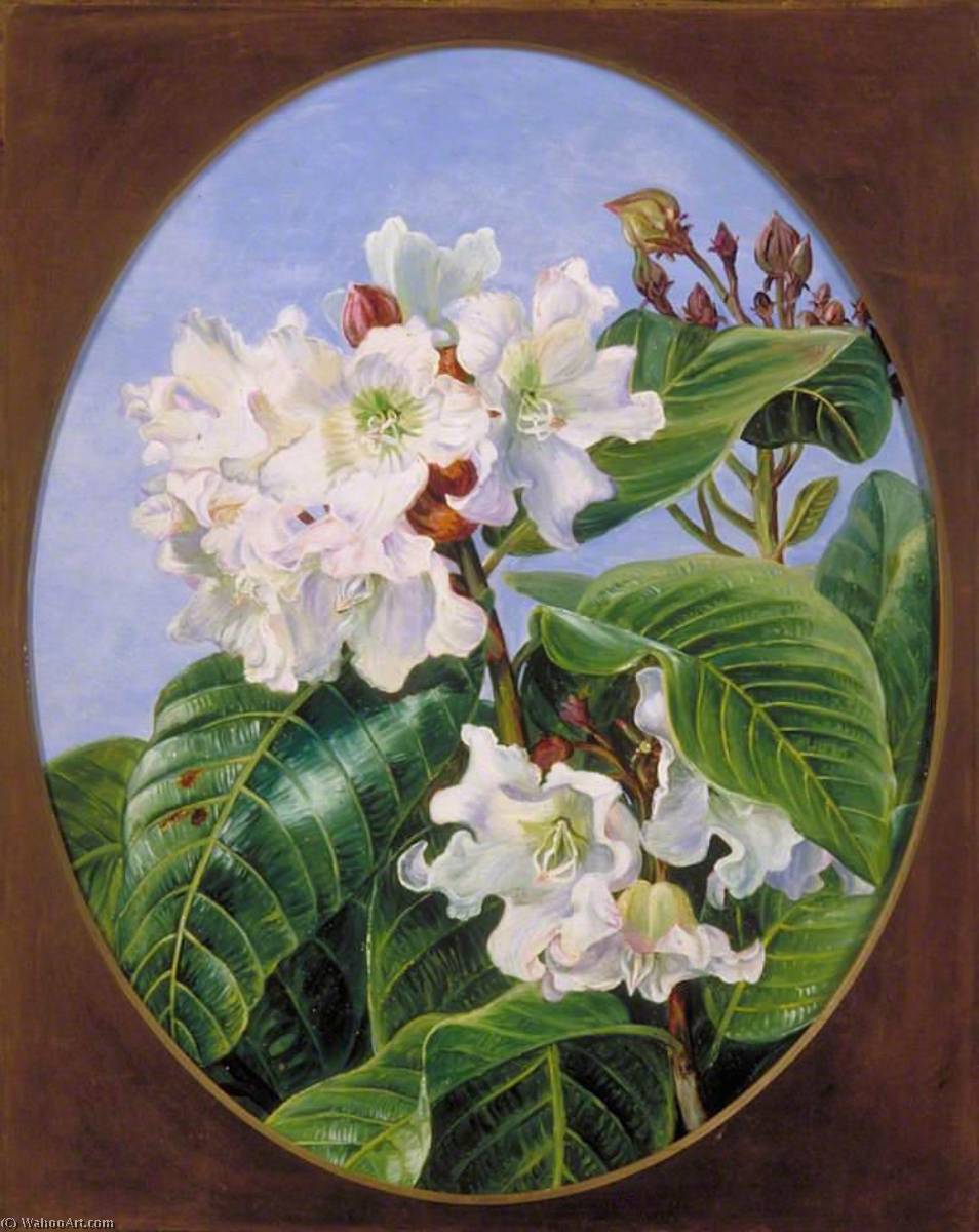 Foliage And Flowers Of An Indian Climbing Evergreen Shrub — Marianne North