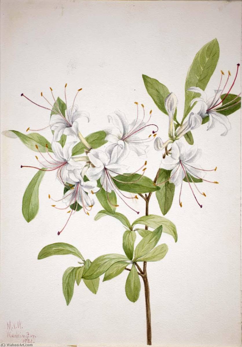 Sweet Azalea (azalea Arborescens) — Mary Vaux Walcott