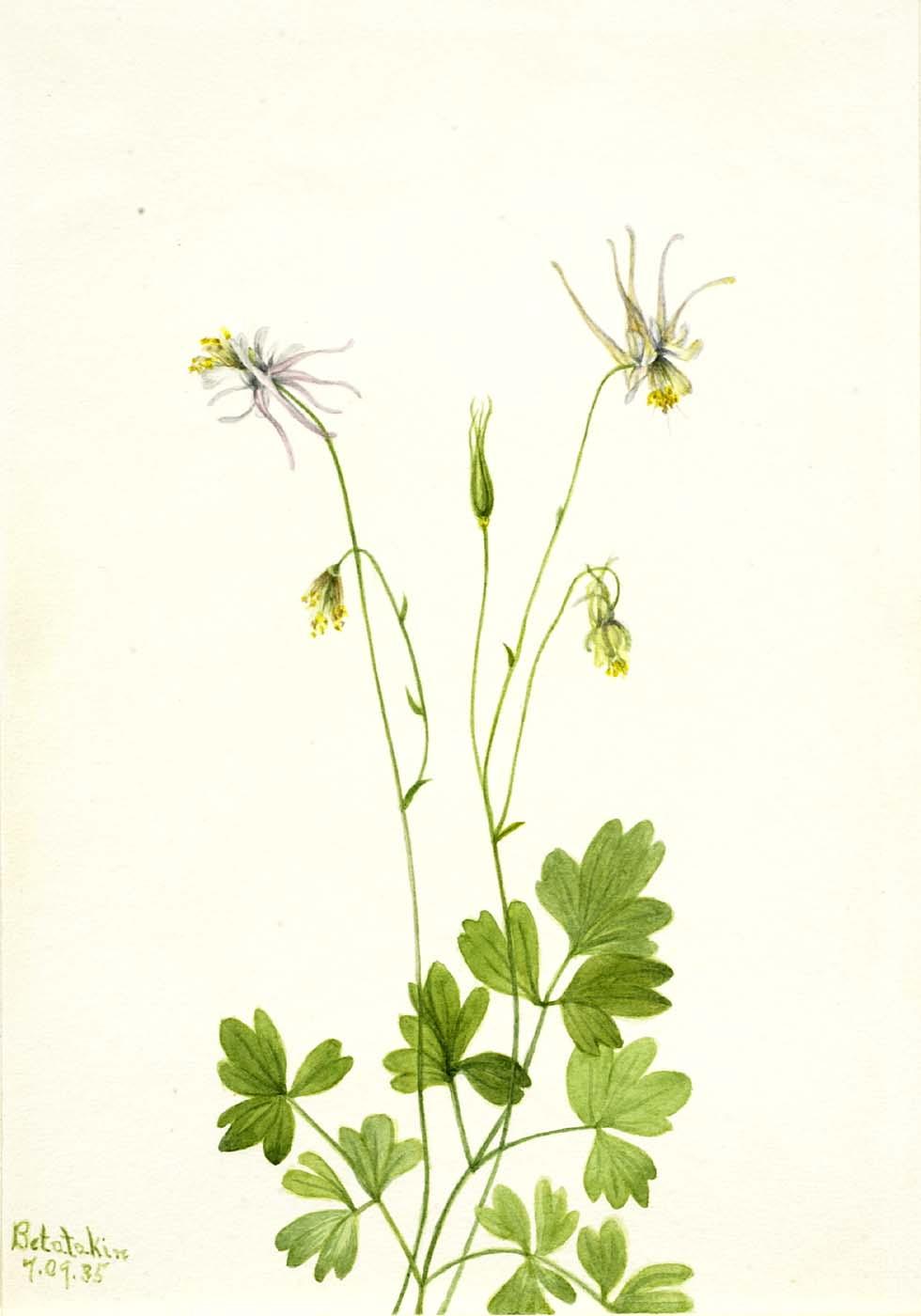 Aquilegia Ecalcarata — Mary Vaux Walcott