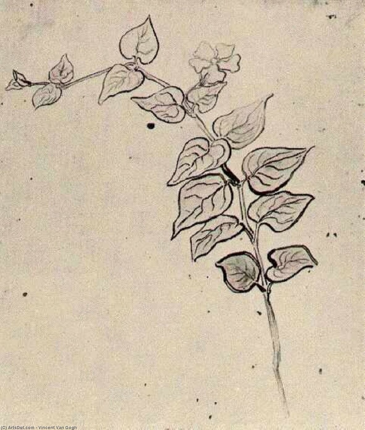Branch With Leaves — Vincent Willem Van Gogh