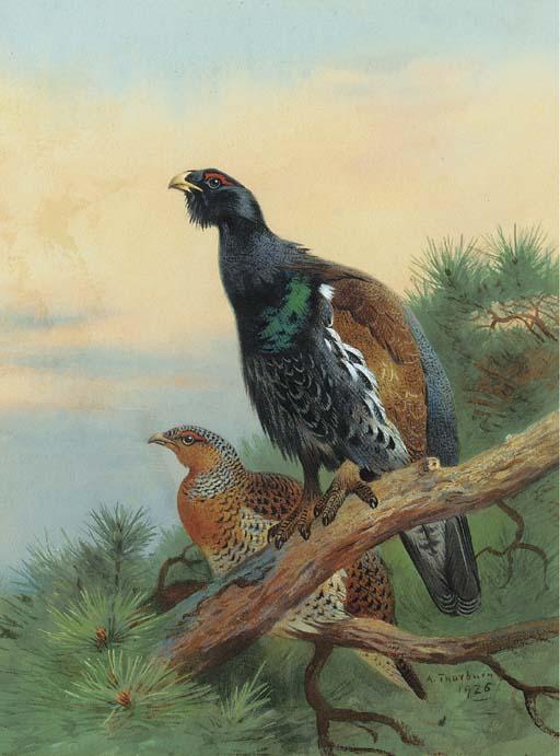 Capercaillie On A Scot's Pine — Арчибалд Торбурн