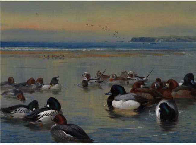 Ducks Along The Shoreline — Archibald Thorburn