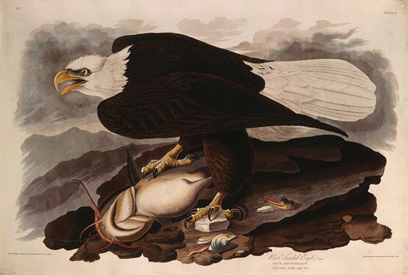 White-headed Eagle — ロバート・ハヴェル