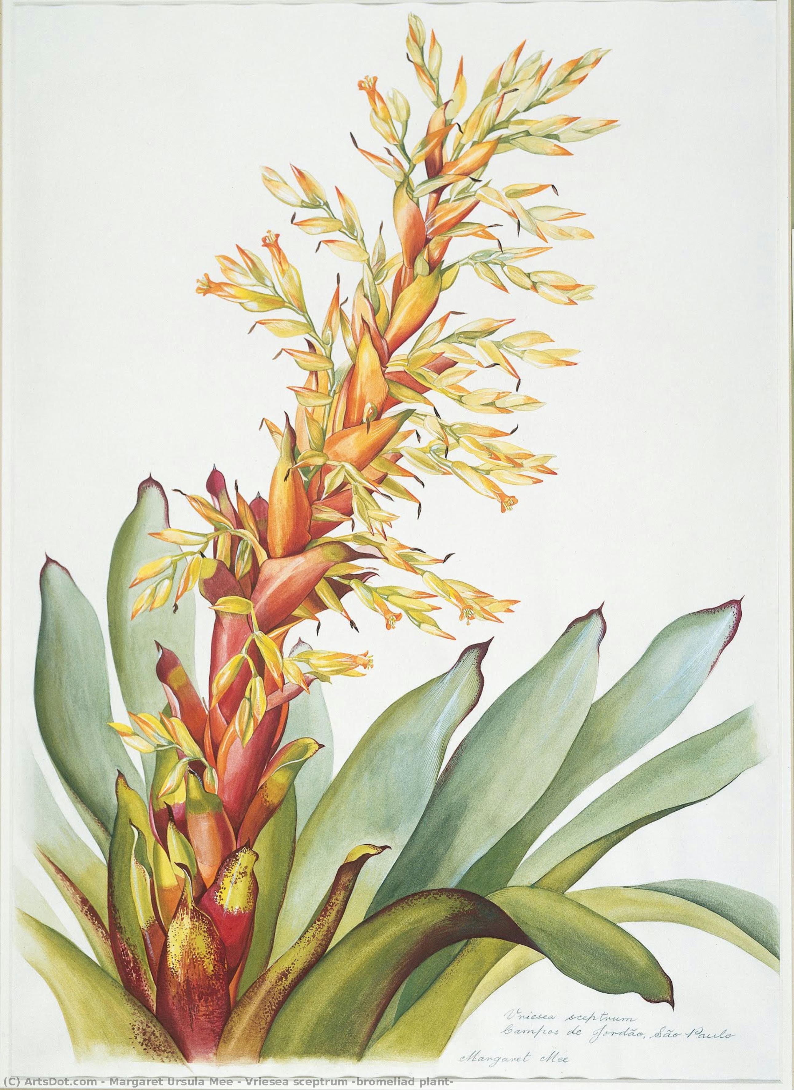 Vriesea Sceptrum (bromeliad Plant) — Margaret Ursula Mee