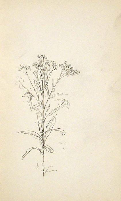 Wildflower — John Ottis Adams