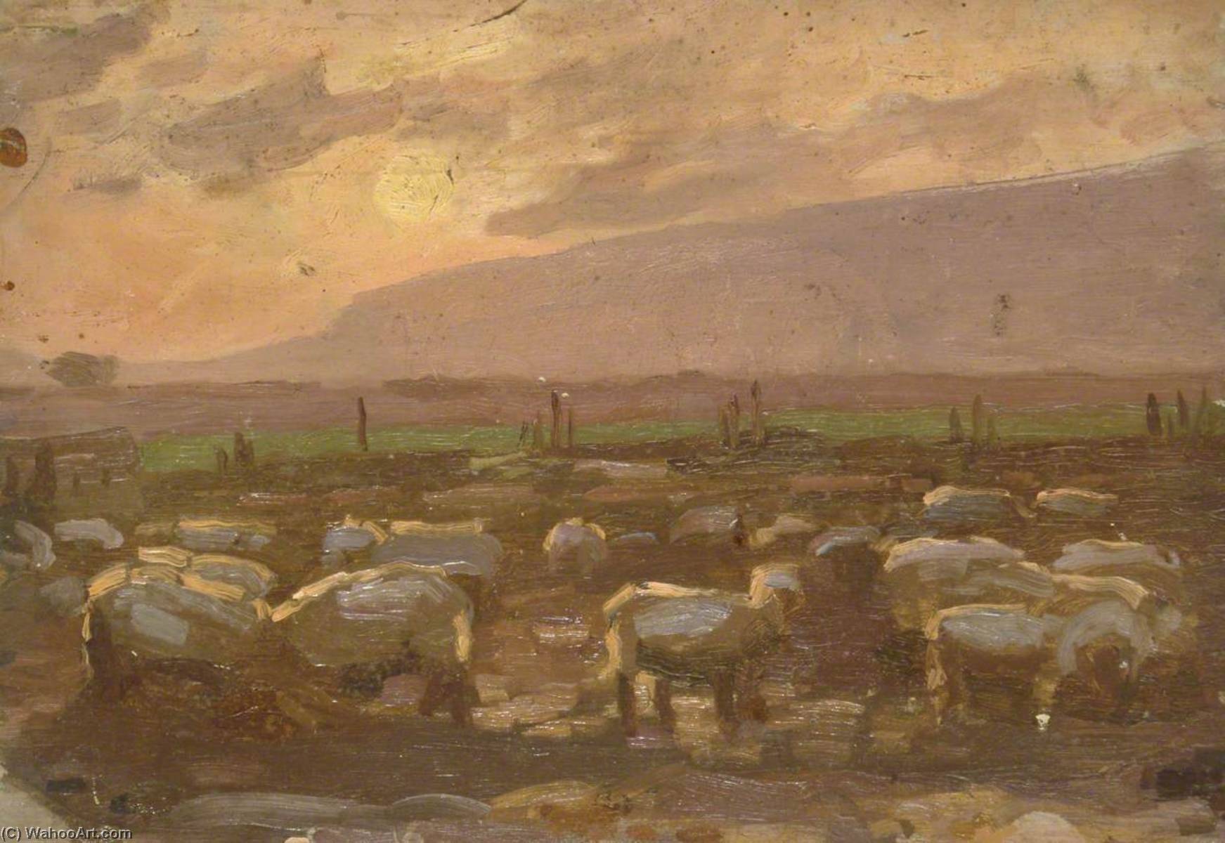 Flock Of Sheep In Sunset — Gunning King